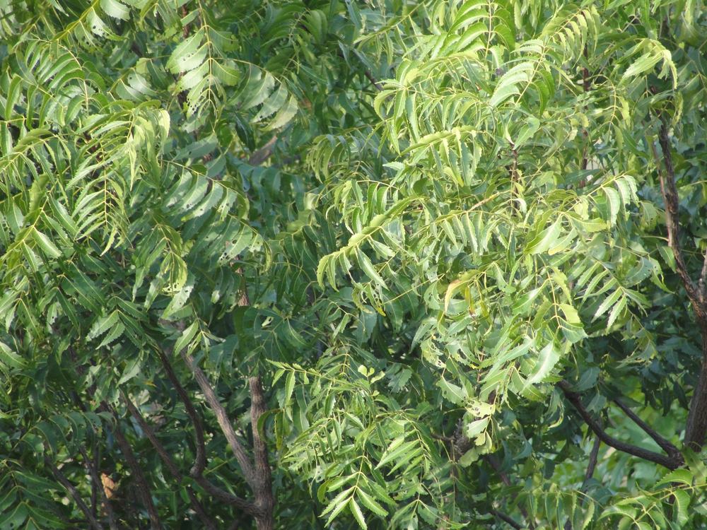 Neem leaves, the bitter half of the shot