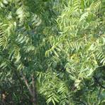 Neem leaves, the bitter half of the shot